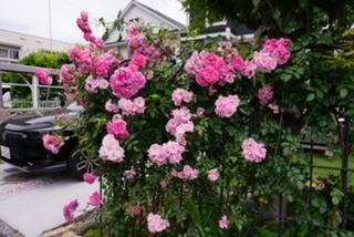 国立市谷保戸建 薔薇と駐車場の車が高級感を演出。