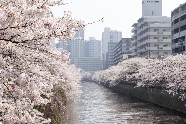 ガーラ・リバーサイド目黒7階 目黒川桜並木