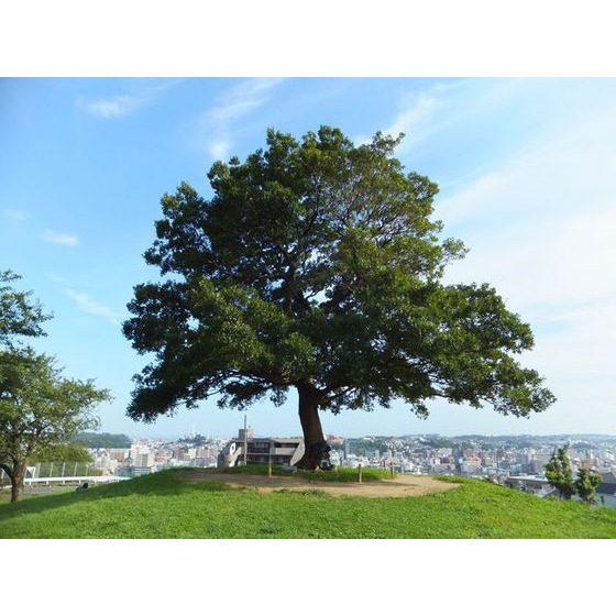 スカイコーポラスⅡ 周辺