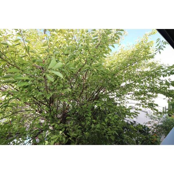 ハイム西鎌倉 部屋その他