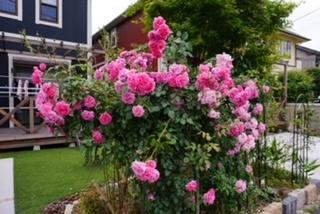 国立市谷保戸建 庭