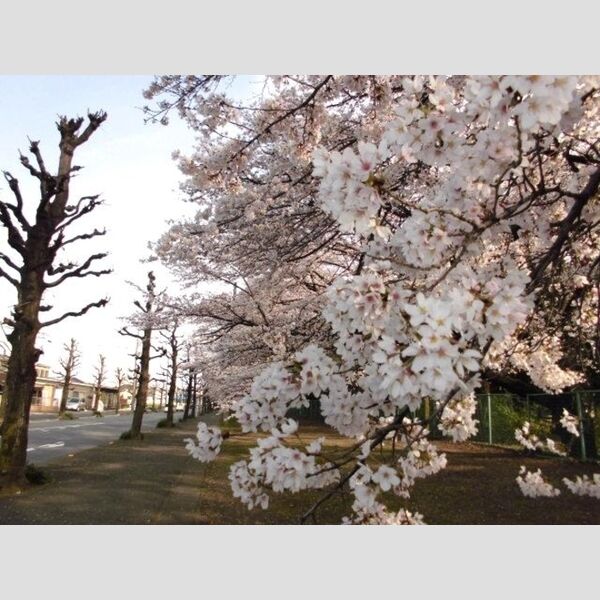 リアルコート D 桜並木まで徒歩1分