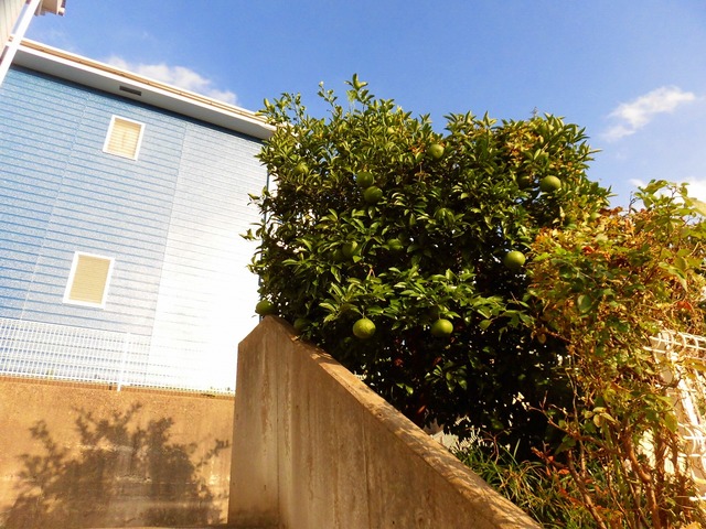 オレンジヒルズ0105号室 その他