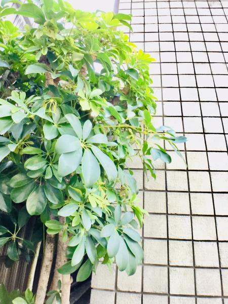 Ｋ－ＨＯＵＳＥ　ＭＩＮＯＷＡ3階 部屋その他