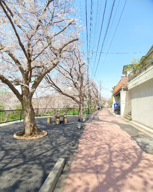 ポルボロン夏見台 春には桜が満開です。長津川ふれあい広場(公園)