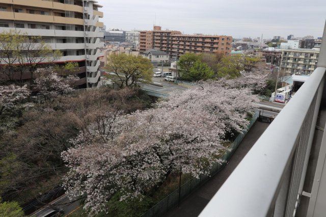 メゾン和光台9階 春はバルコニーから見える桜がきれいです！