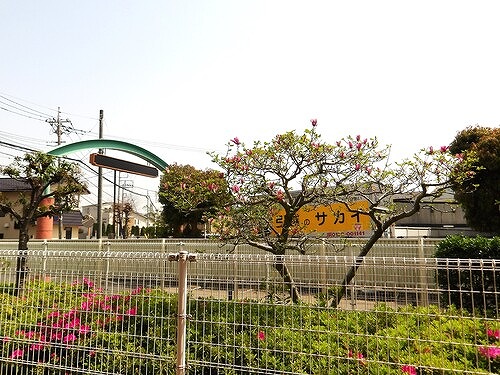 ライオンズマンション船橋飯山満台二番館1階 テラスからの眺望