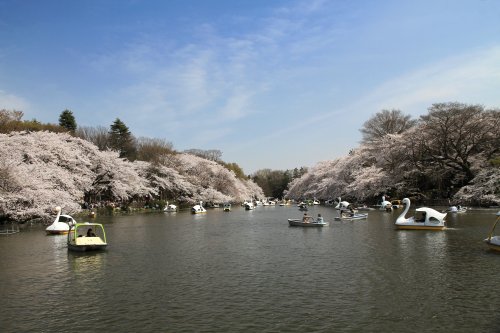 井の頭公園fifty 【公園】井の頭恩賜公園まで437ｍ