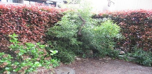 ライオンズマンション和光本町1階 専用庭