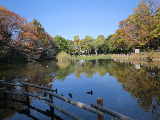 ＬＭフラット0302号室 菊名池公園