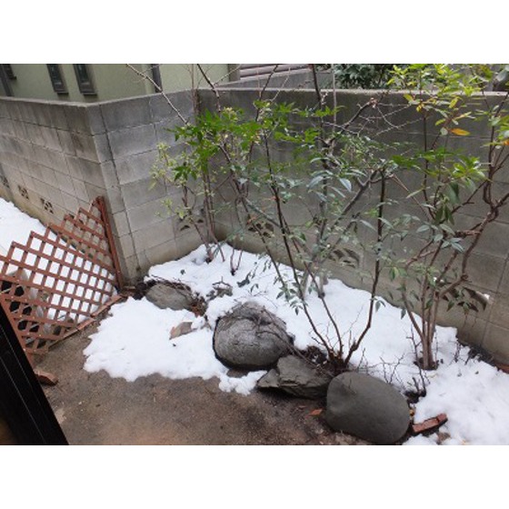 ＧＲＥＥＮ　ＰＡＲＫ　Ｂ棟B002号室 １Ｆテラス