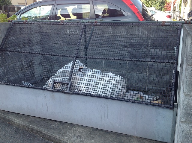 レオパレスソフィア 周辺