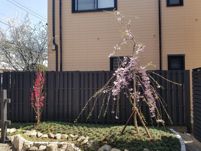 鵠楼0108号室 春には桜が咲きます。