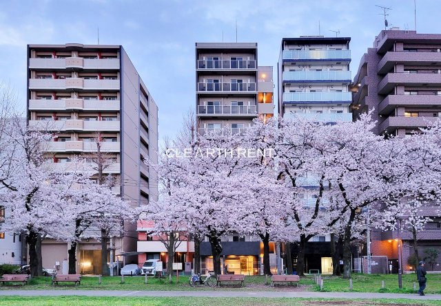 コンシェリア横濱蒔田公園6階 春は物件前の蒔田公園に桜が咲きます