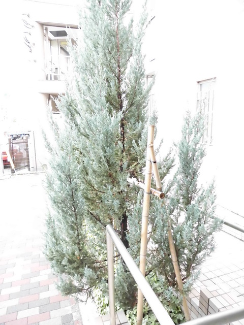 Ｎｅｏ　Ａｘｉｓ綱島0103号室 その他