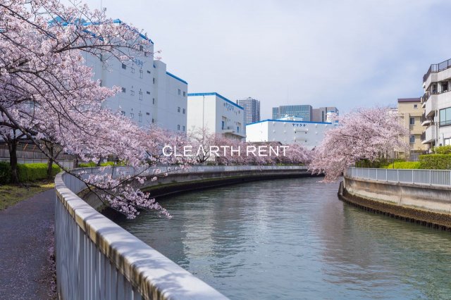 コンシェリア門前仲町 ＜ＳＡＫＵＲＡ ＰＲＯＭＥＮＡＤＥ＞6階 大横川の桜並木が華やかな癒しの空間を演出する、住環境