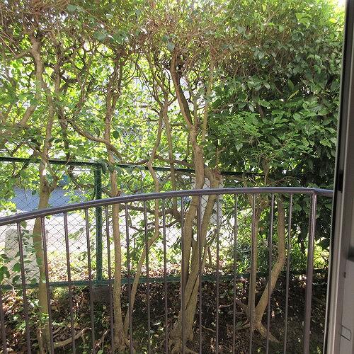 さがみ野パークハイツ（Ｂ棟） バルコニー　自己内装後