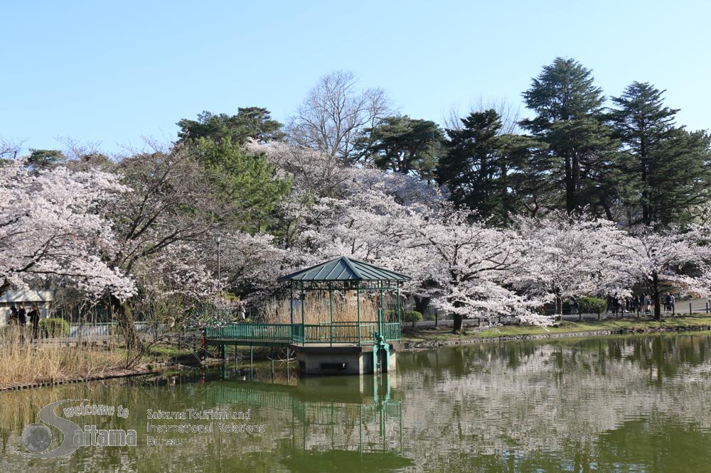 シーズライクガーデン大宮寿能 【公園】大宮公園まで992ｍ
