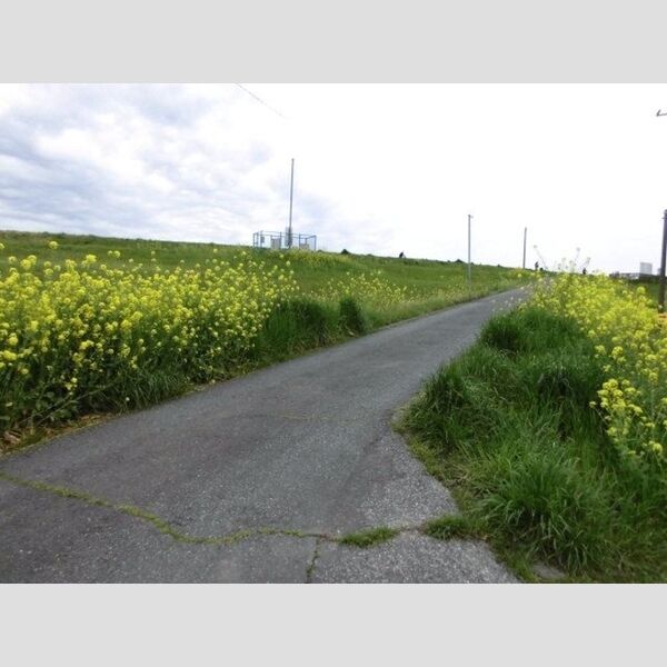 ソフィア 荒川土手
