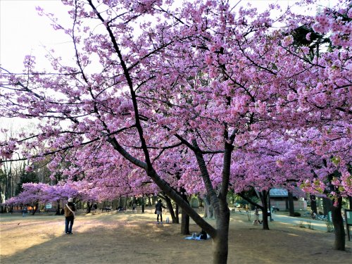 武蔵小山戸建 【公園】林試公園まで424ｍ