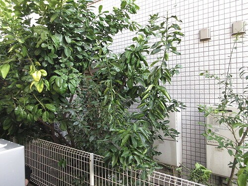 コンフォート明大前1階 バルコニーからの眺望　※2024年3月撮影