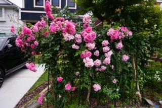 国立市谷保戸建 庭