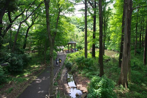 武蔵小山戸建 【公園】林試の森公園まで491ｍ