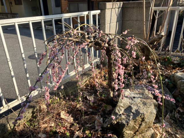 緑風の戸建 庭には、松・しだれ桜・柿の木が季節を彩ります。